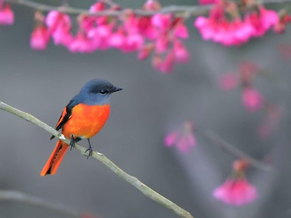 яркая птичка