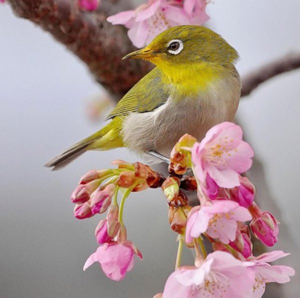 сакура японские белоглазки