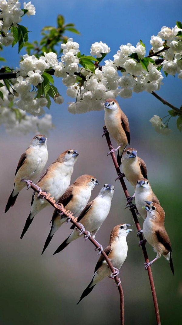 малабарская амадина