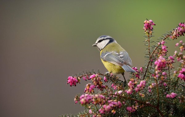 синичка лазоревка