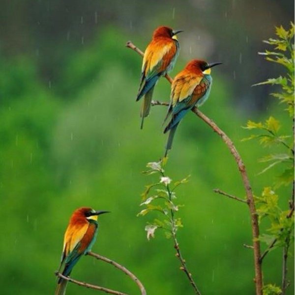 щурка пчелоедка