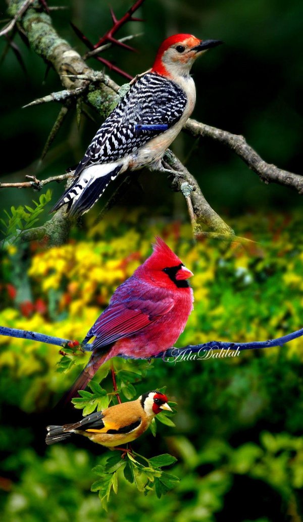 красноголовый меланерпес