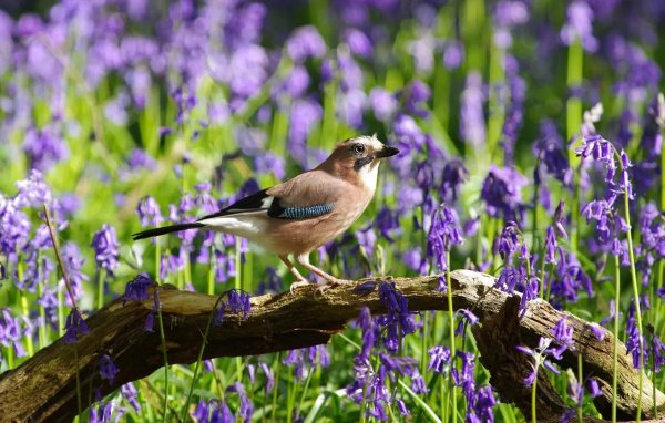 сойка обыкновенная