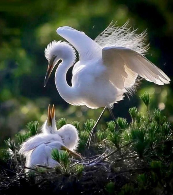 белый журавль стерх гнездо