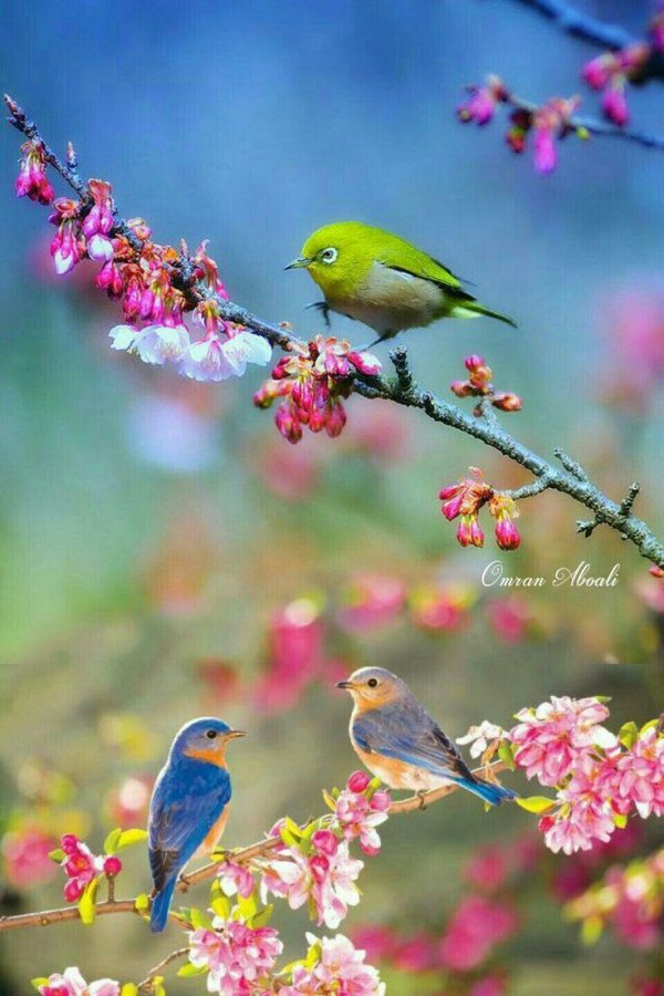 весенние птички