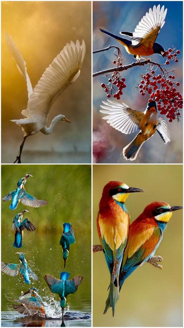 золотистая щурка