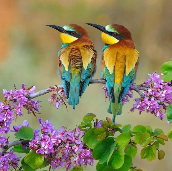 золотистые щурки