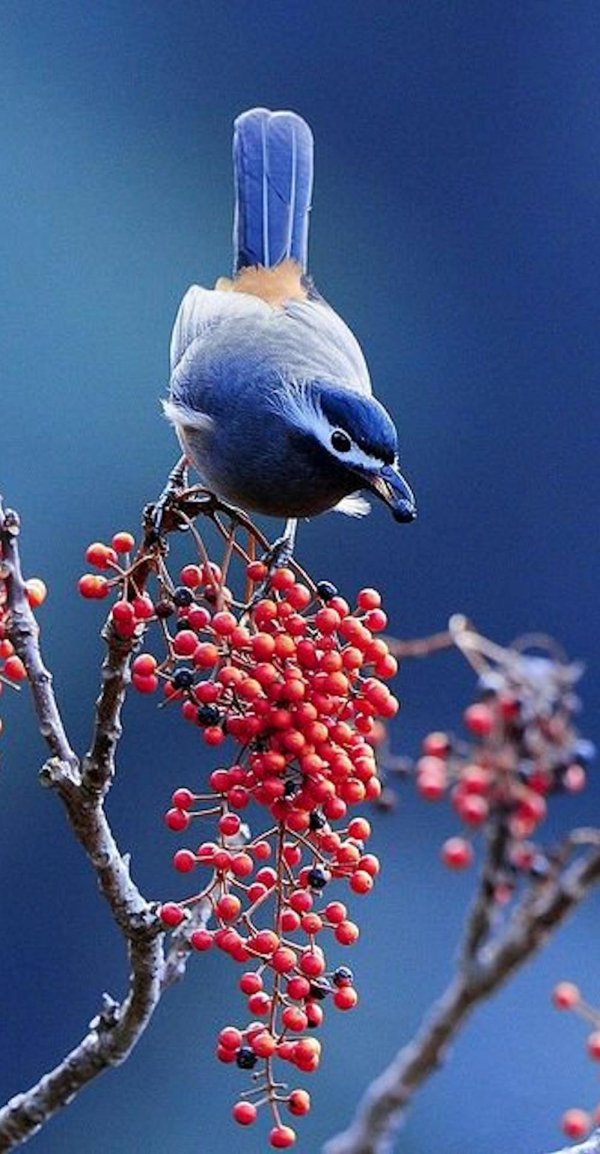 красивые птички