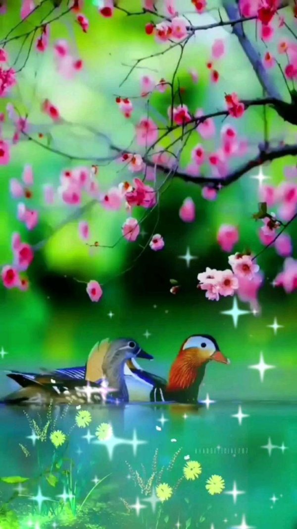 уточкимандаринки 2