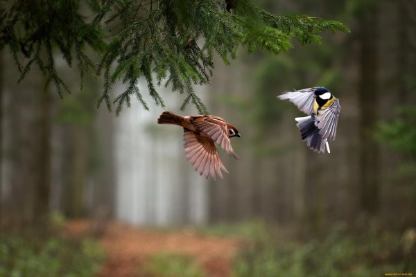 синичка в полете