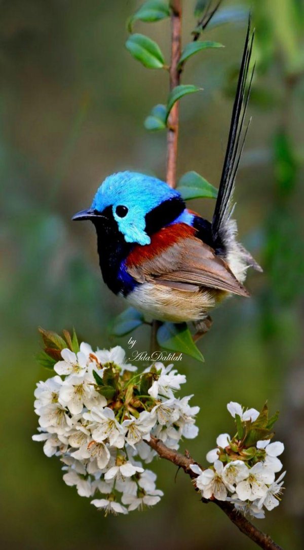 расписной малюр