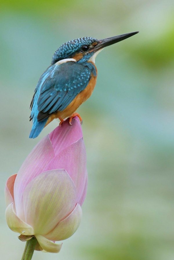 зимородок кингфишер