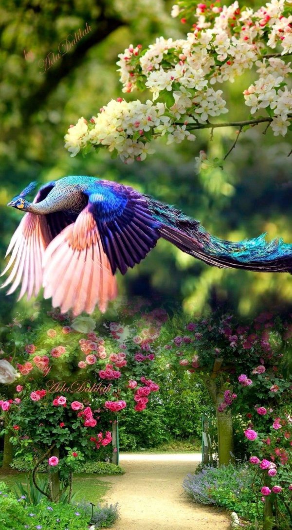 красивые павлины