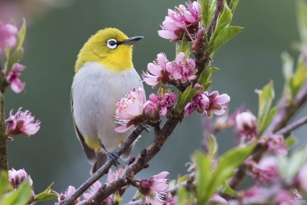 японская белоглазка