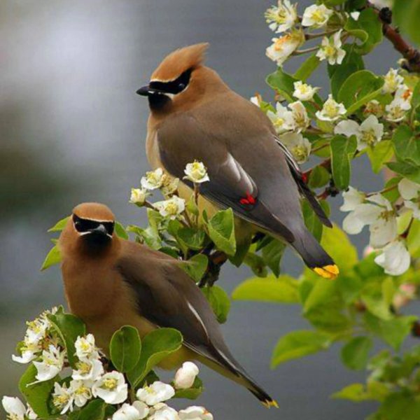 сорокопут свиристель