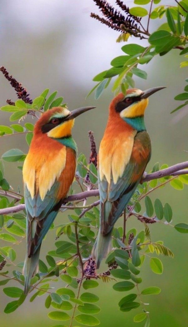 щурка пчелоедка