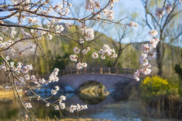 цветение сакуры