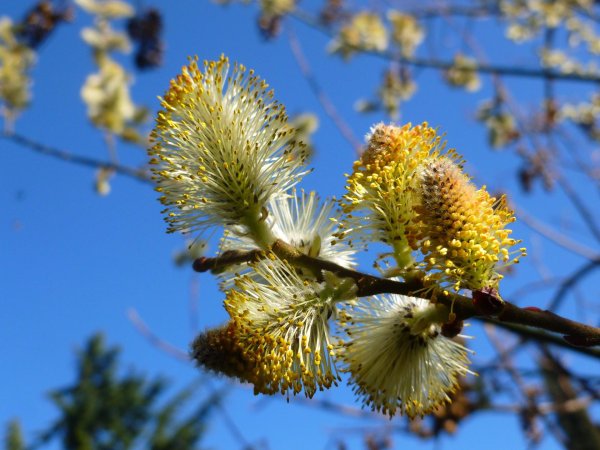 цветущая ива