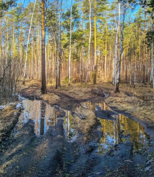 весенний лес
