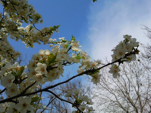 цветет яблоня