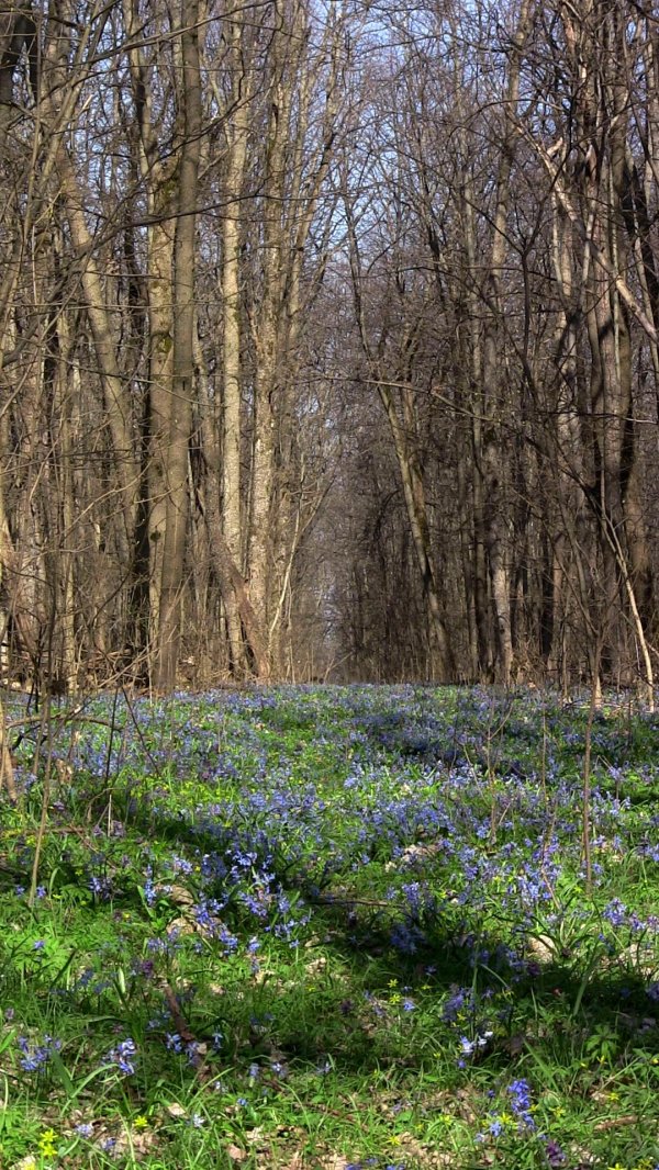 пролески белгород