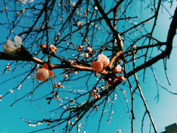 абрикос цветение