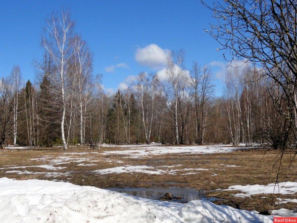 апрельские проталины