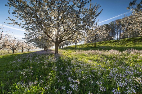 Апрель природа