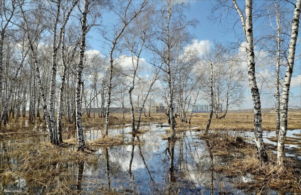 береза весной