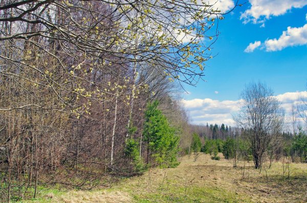 весенний лес