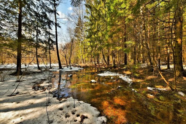 весенний лес