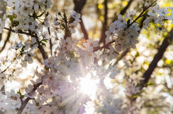 весеннее солнце