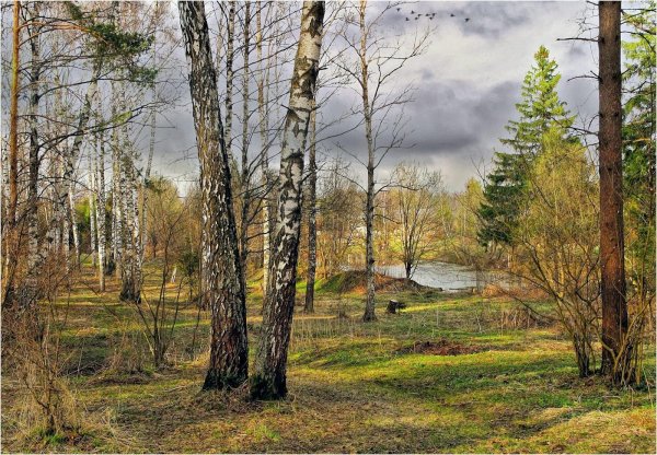 березовая роща ранней весной чага