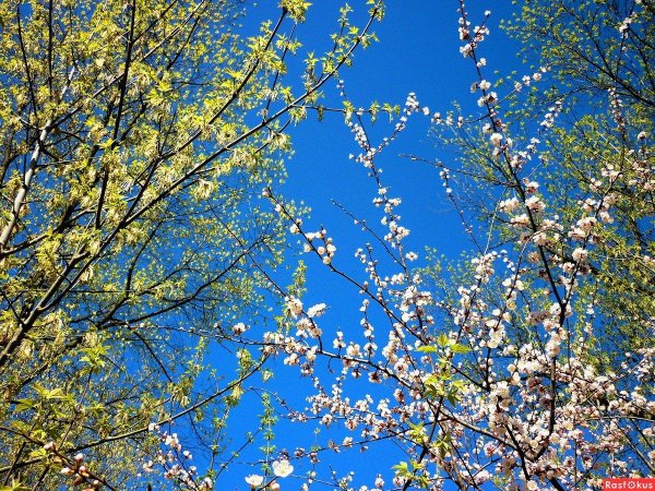 мирной весны