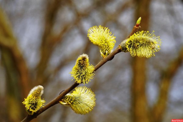 верба на вербное воскресенье