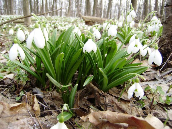 первоцветы железноводска