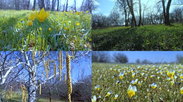 тюльпан биберштейна волго ахтубинской поймы