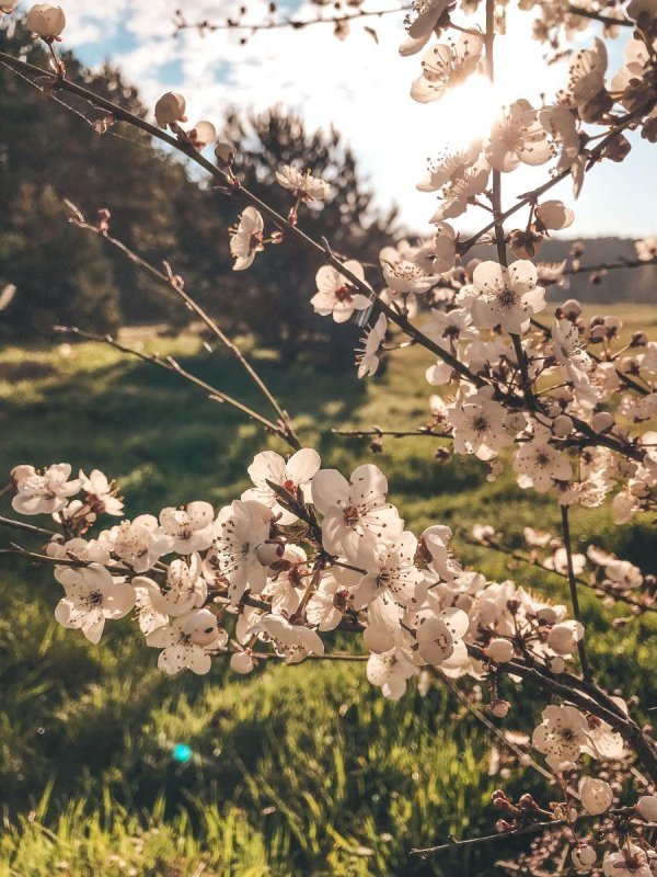 весенняя красота