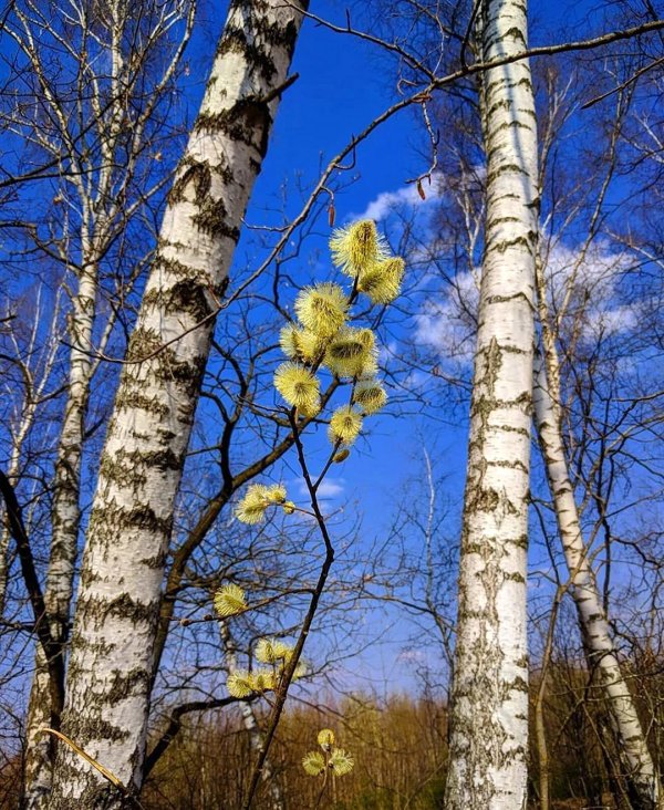 весенняя береза