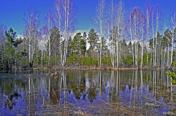 весенний лес