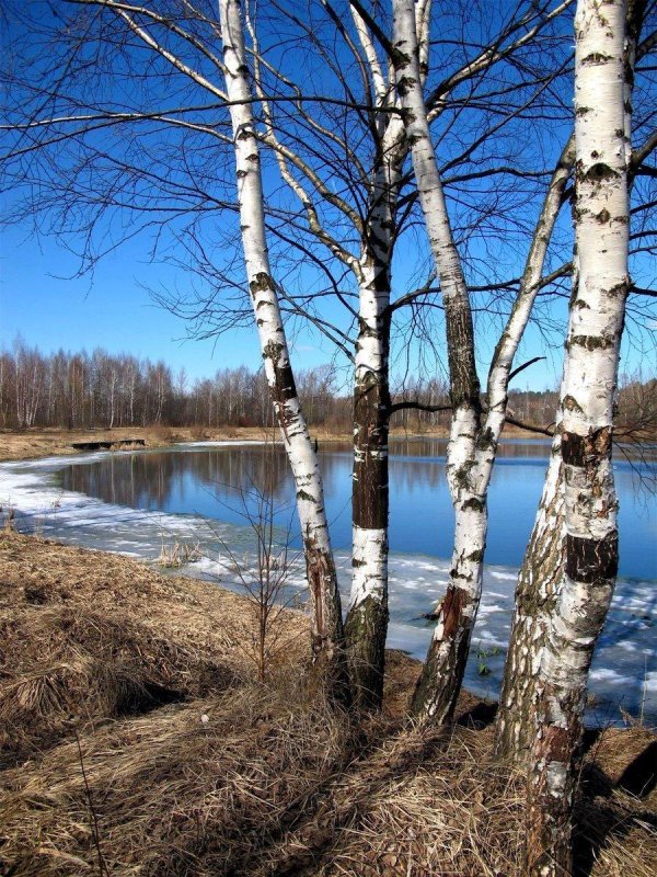 река березка тверская область