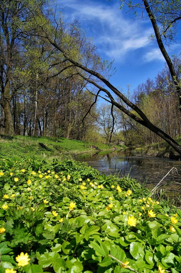 калужница болотная