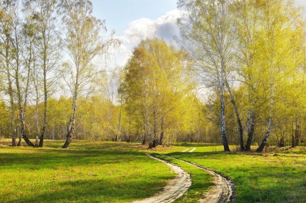 весенний лес