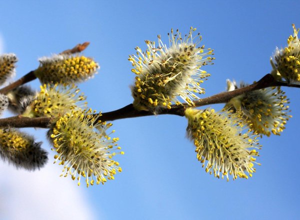 верба цветет