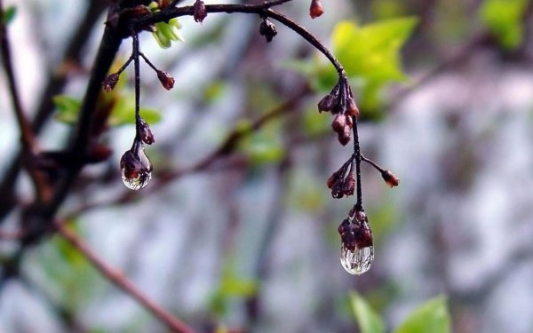 весенняя капель