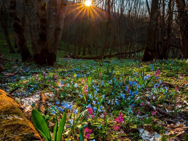 пролеска лесная