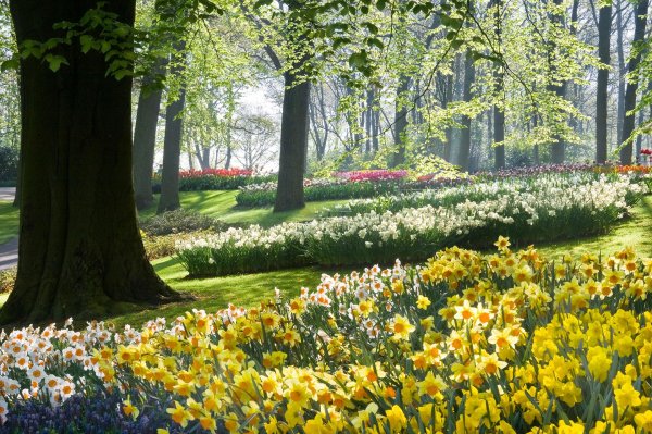 keukenhof gardens нидерланды