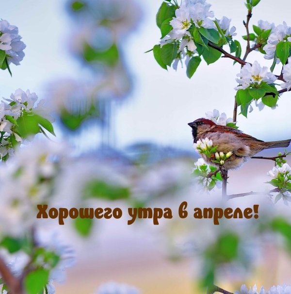 доброе апрельское утро
