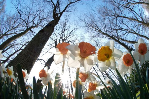 цветок нарцисс