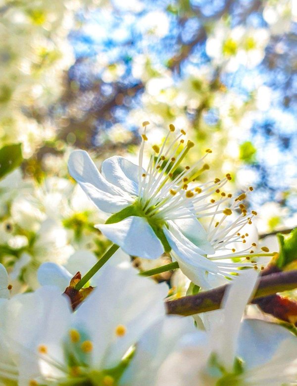 цветет яблоня